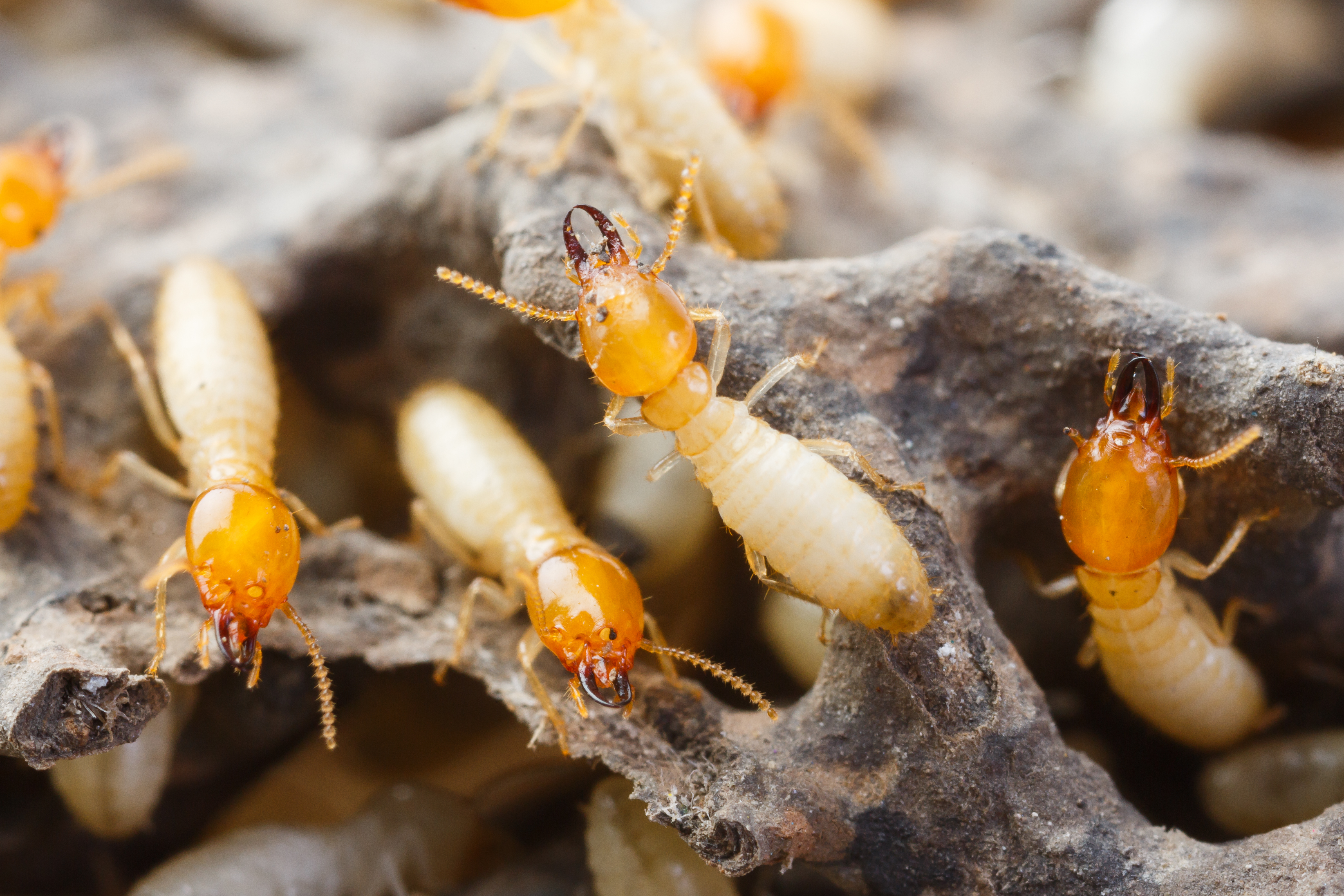 termite treatment - termite control